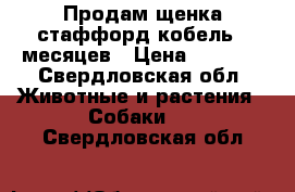 Продам щенка стаффорд кобель 5 месяцев › Цена ­ 7 000 - Свердловская обл. Животные и растения » Собаки   . Свердловская обл.